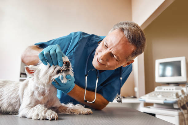 Best Emergency Treatment for Oral Infections in Orient, NY